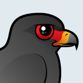 Snail Kite