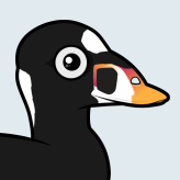 Surf Scoter