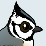 Bridled Titmouse