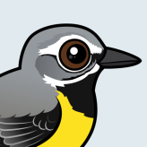 Grey Wagtail