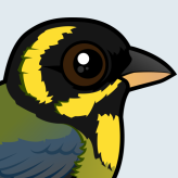 Gold-ringed Tanager