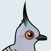 Crested Pigeon