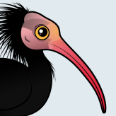 Northern Bald Ibis