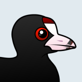 American Coot