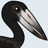 African Openbill