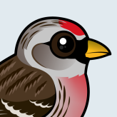 Common Redpoll