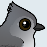 Oak Titmouse