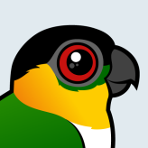 Black-headed Parrot