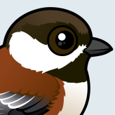 Chestnut-backed Chickadee