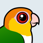 White-bellied Parrot