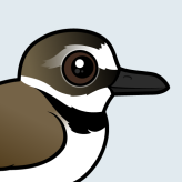 Wilson's Plover