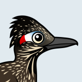 Greater Roadrunner