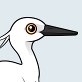 Little Egret
