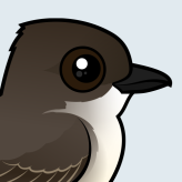 Eastern Phoebe