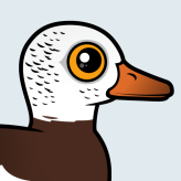 White-winged Duck