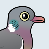 Common Wood Pigeon
