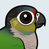 Crimson-bellied Parakeet