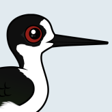 Black-winged Stilt