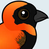Southern Red Bishop