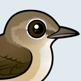 Garden Warbler