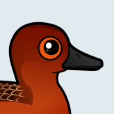 Cinnamon Teal