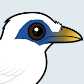 Bali Mynah