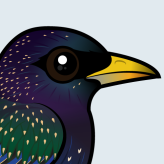 European Starling