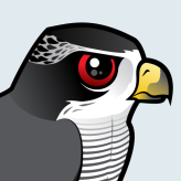 Northern Goshawk