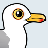 Herring Gull