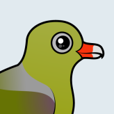 African Green Pigeon