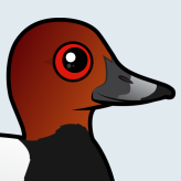 Common Pochard