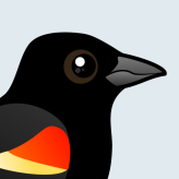 Red-winged Blackbird