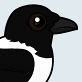 Pied Crow