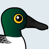 Northern Shoveler