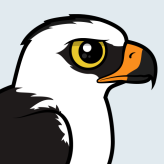 Black-and-white Hawk-Eagle