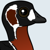 Red-breasted Goose