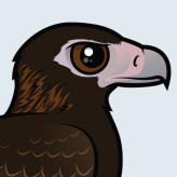 Wedge-tailed Eagle