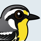 Yellow-throated Warbler