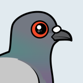 Rock Pigeon