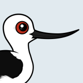 Andean Avocet