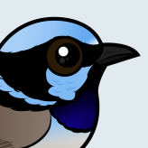 Superb Fairywren