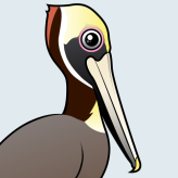 Brown Pelican