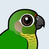 Maroon-bellied Parakeet