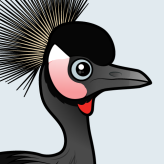 Black Crowned-Crane