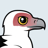 Palm-nut Vulture