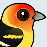 Western Tanager