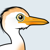 Cattle Egret