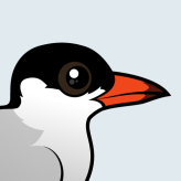 Common Tern