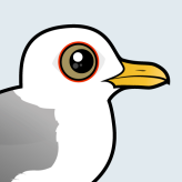 Common Gull