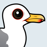 California Gull